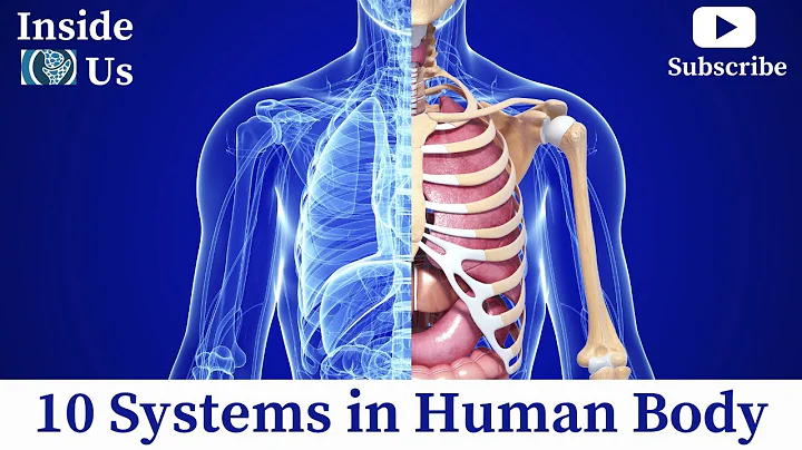 Human Organ Systems Anatomy | 10 Systems in Human Body 3D Animation Video