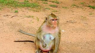 PITY DAY ...!! Poor baby Farrah hungry food Verry much | Why mom not understand baby's feeling.