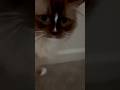 My cat