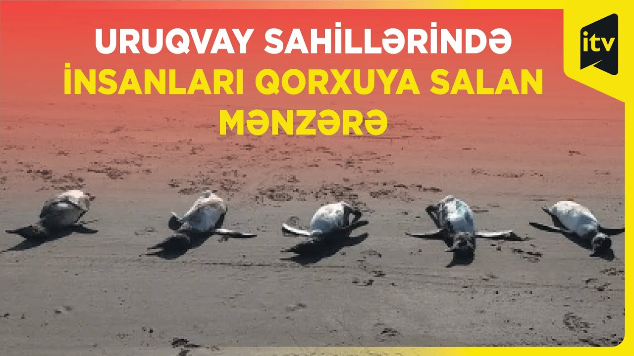 Sahildə onlarla pinqvin cəsədi aşkarlandı, onların ölüm səbəbi araşdırılır