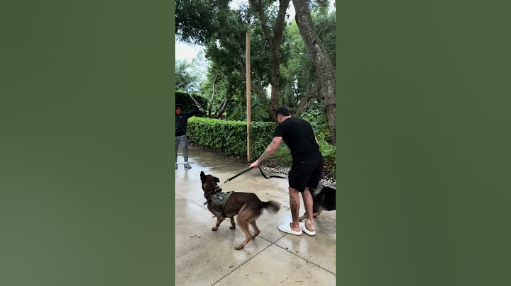 Our K9 dog is ready to attack the stalker #shorts