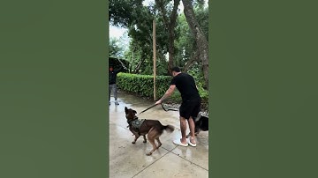 Our K9 dog is ready to attack the stalker #shorts