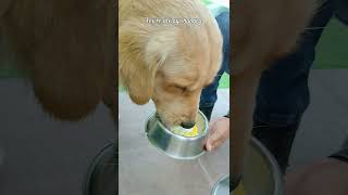5 Reasons Why He Is Pixel pixel goldenretriever ytshorts funny pets song  viral shorts
