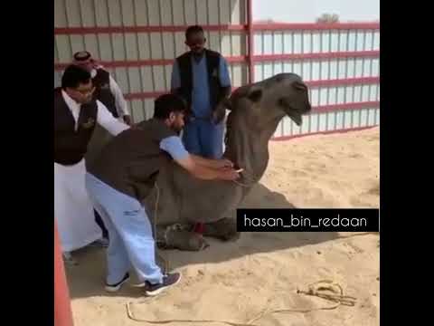 تم توثيق الفحل المشهور فزاع ابن شري في برنامج وثقها لدى نادي الابل