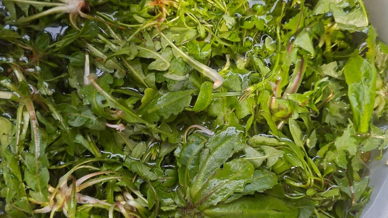 🧿BUGUNDE BAHÇEMDEN YENİLEBİLİR OT TOPLADIM İSTER SALATA👍🏻 İSTER EKMEK ARASI DÜRÜM MİSS 🤤