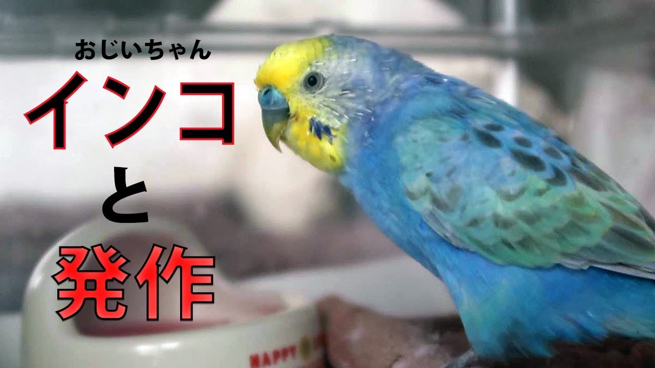 インコと発作《16歳のご長寿おじいちゃんセキセイインコ愛ちゃん日記