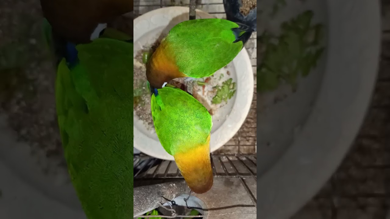 ali family budgies parrots