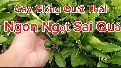 Cung Cấp Giống Cây Quất Ngọt Thái F1 Giá Rẻ Như Bèo - Cây Quất Trồng Chậu