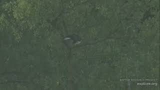 Decorah Eagles 8-20-26 HD fished the pond, HM2 flies to the pines