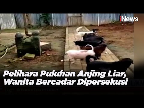 Pelihara Puluhan Anjing Liar, Wanita Bercadar Dipersekusi Part I - iNews Sore 16/03