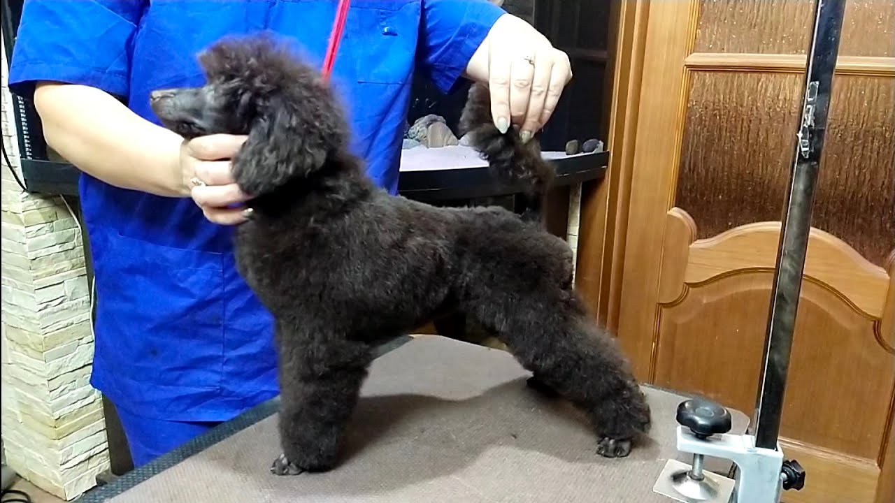Стрижка щенка пуделя своими руками)) - YouTube