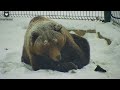 Превращение медведя в Raffaello🐻❄️/Bear Mansur