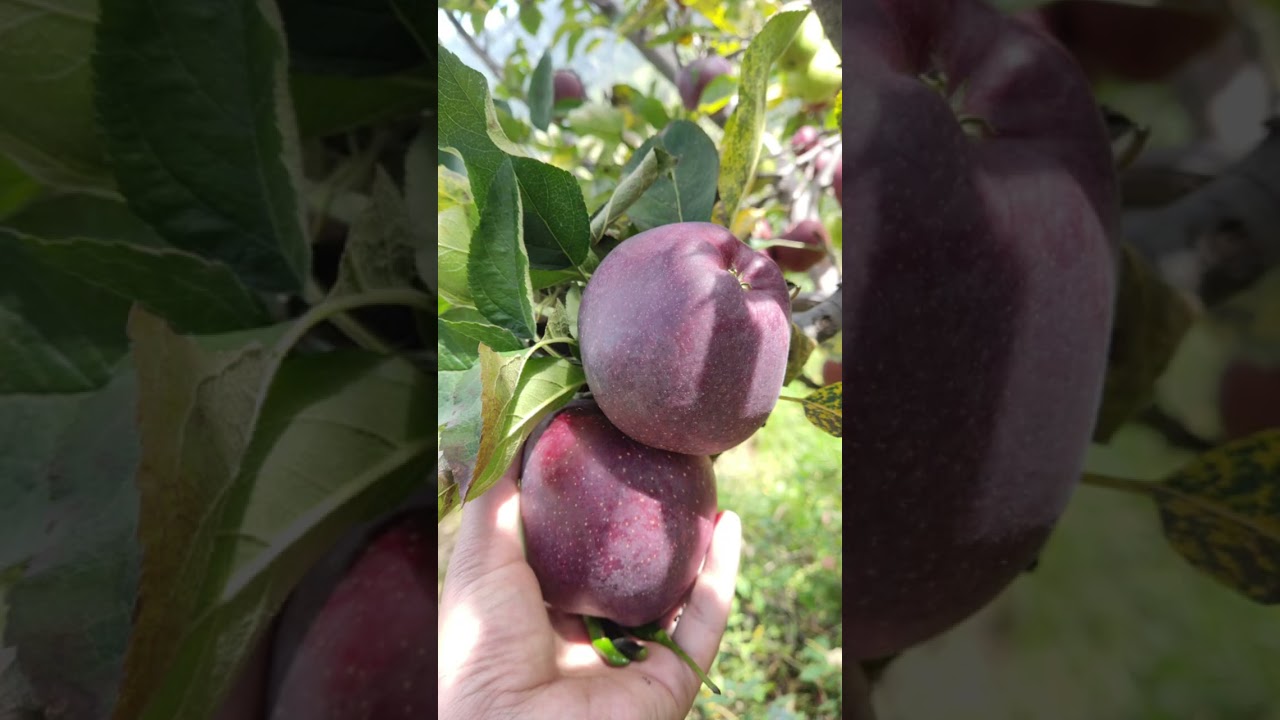 Apple orchard for sale 