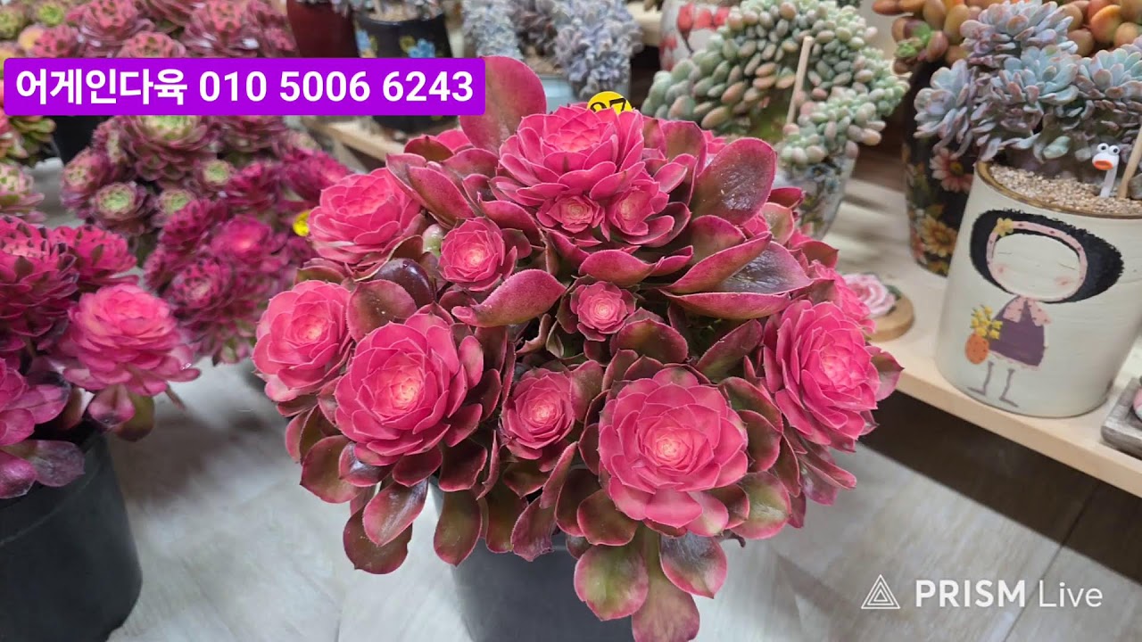 어게인다육 라이브) 3월6일 오후9시 010 -5006-6243