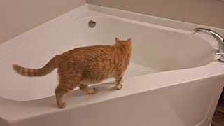 Curious and Chaotic Cats in the Bathtub