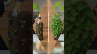 Indoor Plants ☘️ Idea...#homedecor #indoorplants #ytshorts #fyp #shorts #viralshorts #trendingshorts