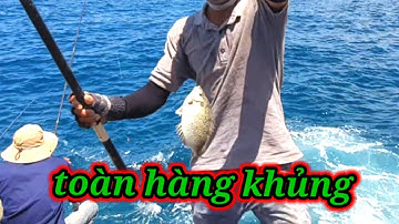 VUONG LT VLOG câu cá biển | biển Nhơn Hải _ một ngày giật cá toàn hàng khủng | @vuongltvlog