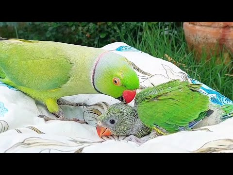 Parrot Talking Videos Compilation | Talking Parrot Greeting Baby Parrot Compilation