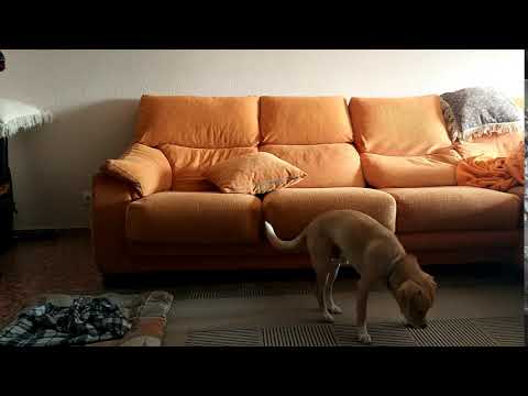 CC Force Motion Blur Effect Example