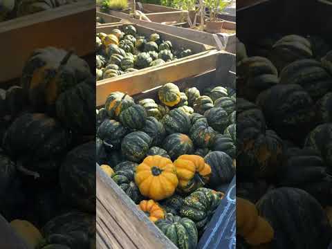 Pumpkin Season Youtubeshorts Shorts 