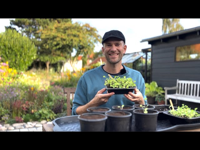 growing castor bean plants from seed Castor Beans Seeds/ Ornamental plant  The Amazing Seeds