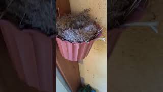 Jajeczka Rudzika #shorts