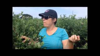 Blueberry picking at Green Acres Farm