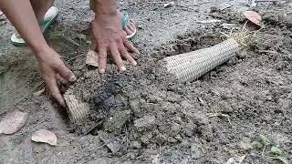 Tutorial Cara Memasang Bubu Perangkap Belut Yang Benar.