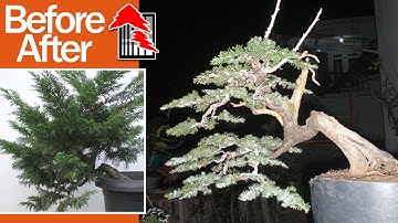 BONSAI WORLD : The Making of Juniper Bonsai Tree by Tedy Boy of Indonesia