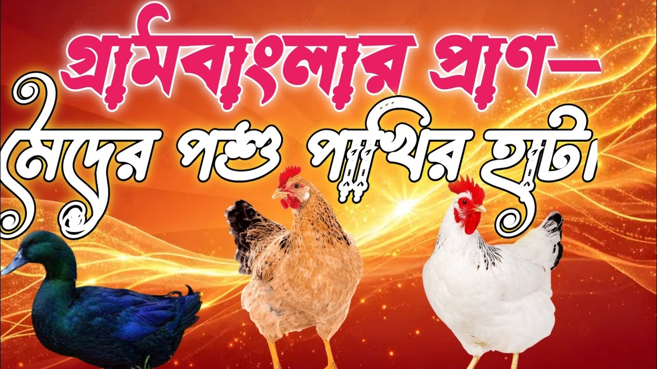 গ্রামবাংলার প্রাণ—মেদের পশু পাখির হাট!Grāmabānlāra mācha—mēdēra paśu pākhira hāṭa