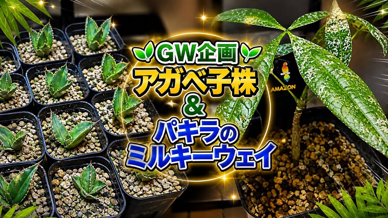 GW企画とパキラミルキーウェイ購入 - YouTube