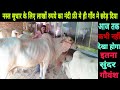 Top beautiful Desi Cows गौपालन का ऐसा जुनून जिससे प्रेरणा लेनी चाहिए Haryana and Tharparkar Cows