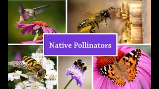 Native Pollinators [WEBINAR] Native Pollinators