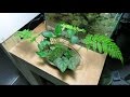 野草で寄せ植えを作ってみた