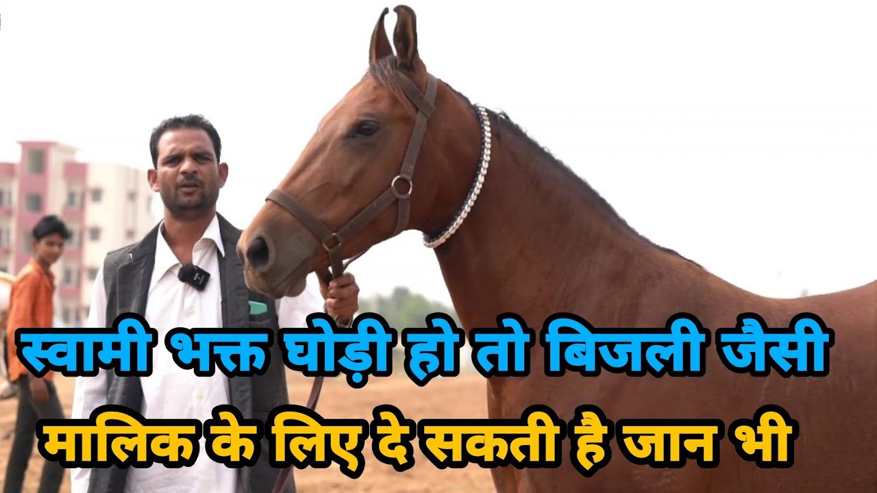 बिजली सा करंट, 🔥 बिजली नाम की इस घोड़ी का जलवा पूरे कोटखावदा गांव में,