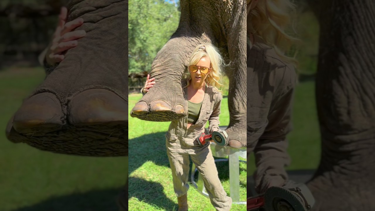 Why Do We Clean Elephants feet