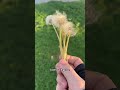 Touch grass #letmeoutofthebasement #fypシ #fypシ゚viral