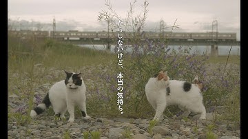 映画『猫は逃げた』予告編
