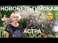 Астра ново-бельгийская, многолетник🌸