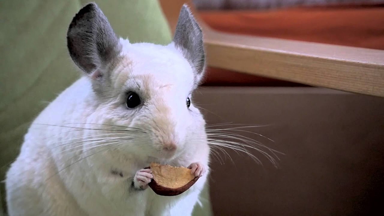 Chinchilla funny eating. Animals cute and funny videos. Chinchilla care