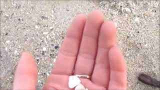 Found Object Resin Inspiration: Shells at the beach!