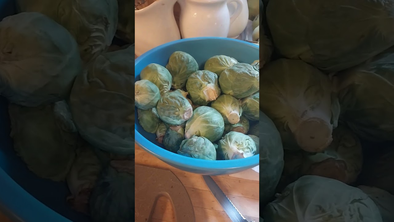 LETS MAKE FROG BALLS (PICKLED BRUSSEL SPROUTS) 