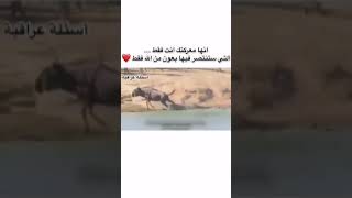 معركتك نحو النصر