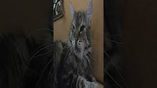 The cat got  a TV appeared #73 🔴 #shorts Cool Funny video by SanulkaShow