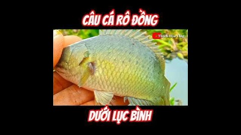 Câu Cá Rô Đồng Nước Cạn./#fishing ./#shorts ./#caucarodong./@thachhauvlog83 .