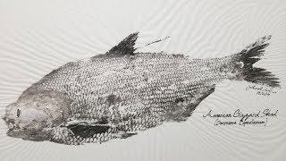 How to Mount a Fish Cheap & Easy - Gyotaku (Japanese fish printing) - Fish taxidermy