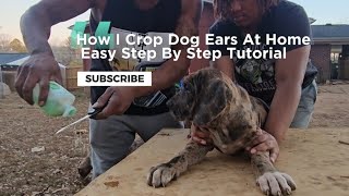 Ear Cropping Made Easy How To Get The Best Crop On A Budget