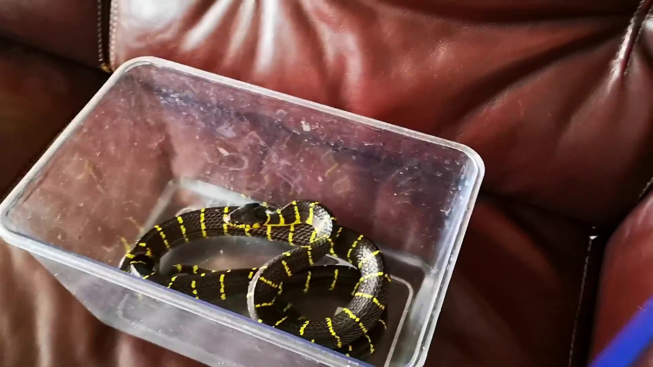 snake oil After cage cleaning: Mangrove's attitude