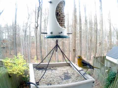 Baltimore Oriole -