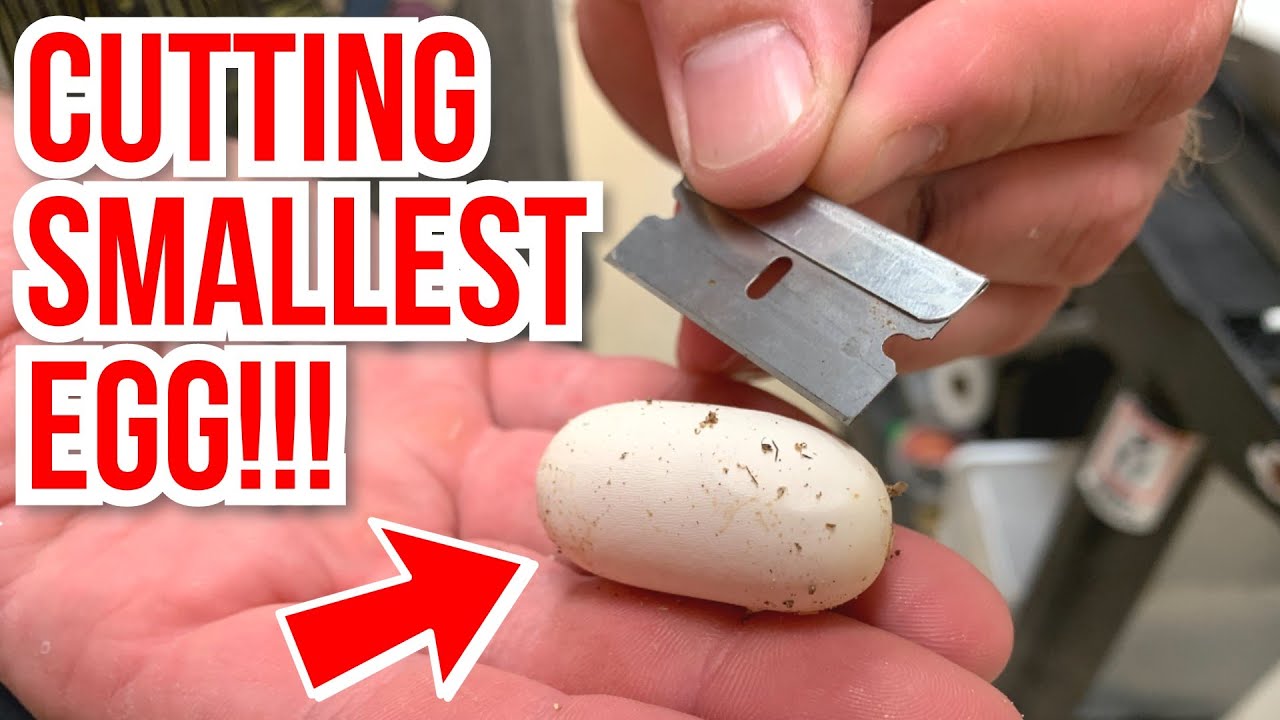 vlogs in spanish CUTTING THE SMALLEST SNAKE EGG EVER!! | BRIAN BARCZYK